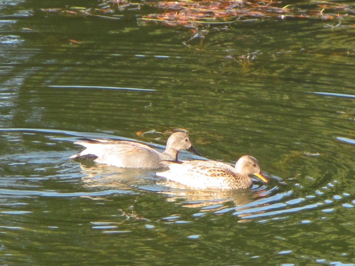 Canard chipeau - ML625869620