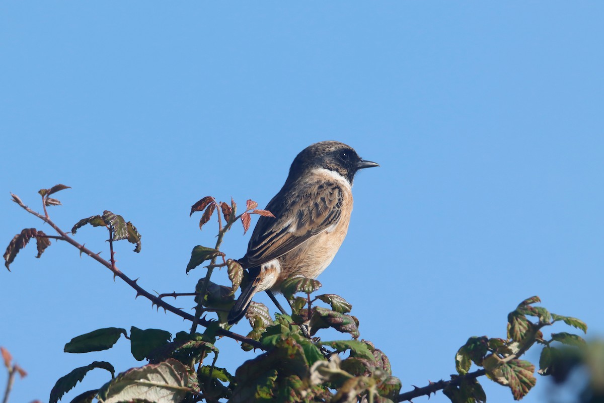 European Stonechat - ML625869627