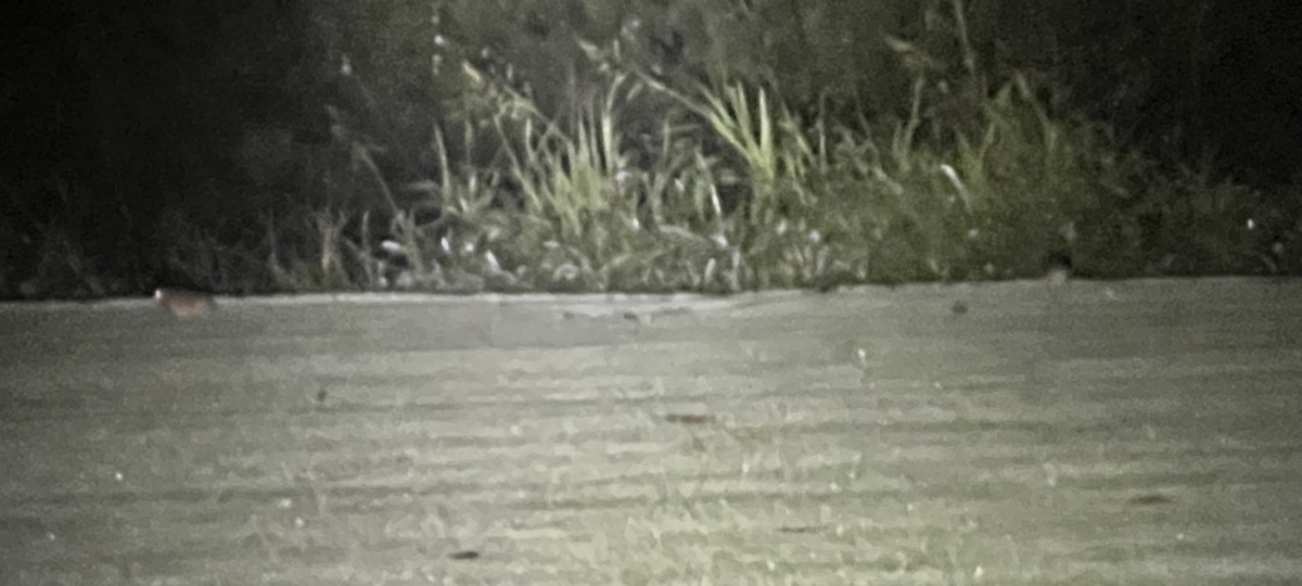 American Woodcock - ML625869750