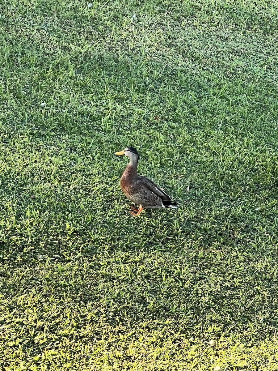 Mallard x Mottled Duck (hybrid) - ML625869752
