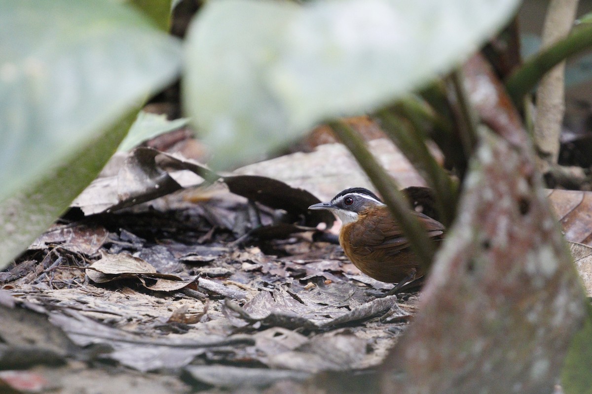 Bornean Black-capped Babbler - ML625869766