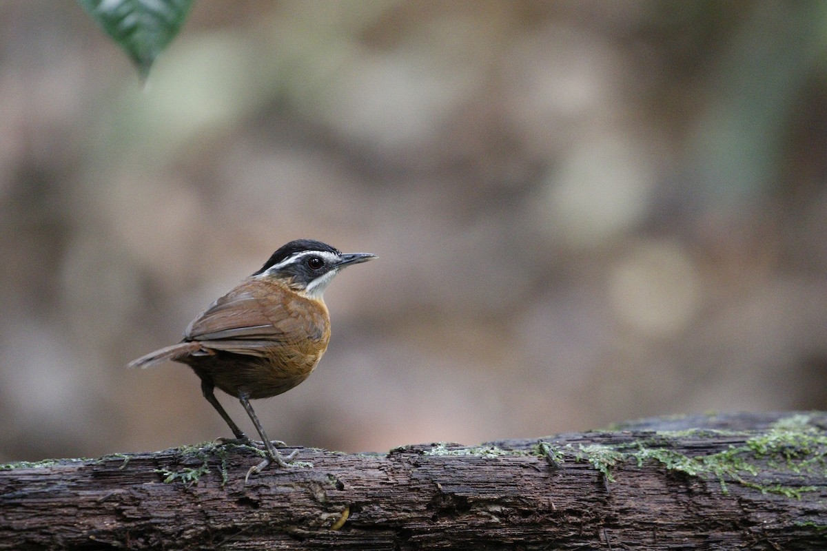 Bornean Black-capped Babbler - ML625869767