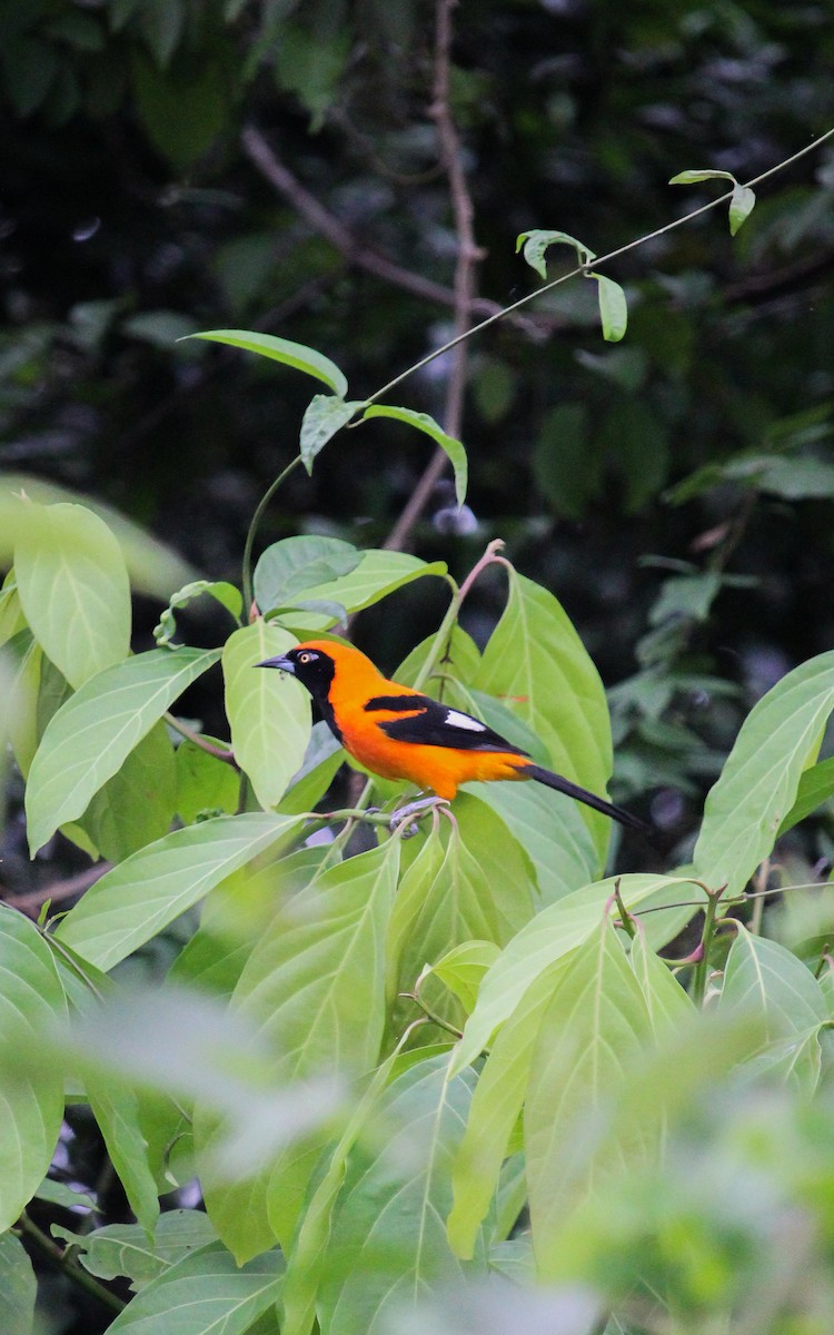 Orange-backed Troupial - ML625869876