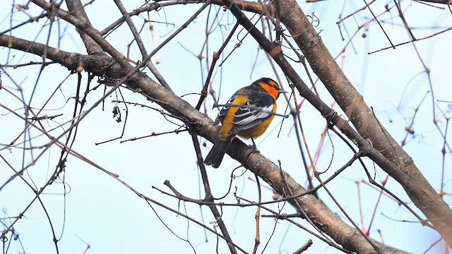 Bullock's Oriole - ML625869880