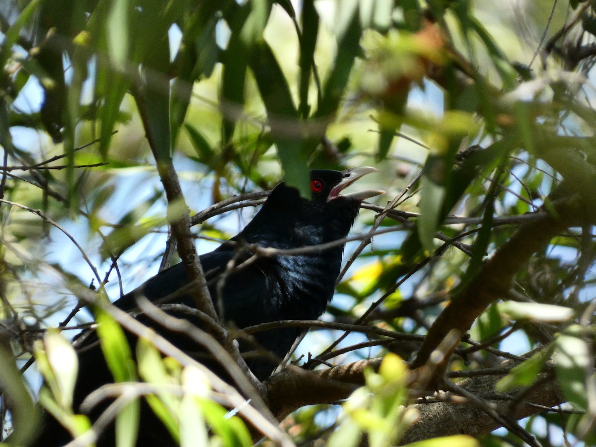 Pacific Koel (Australian) - ML625869882