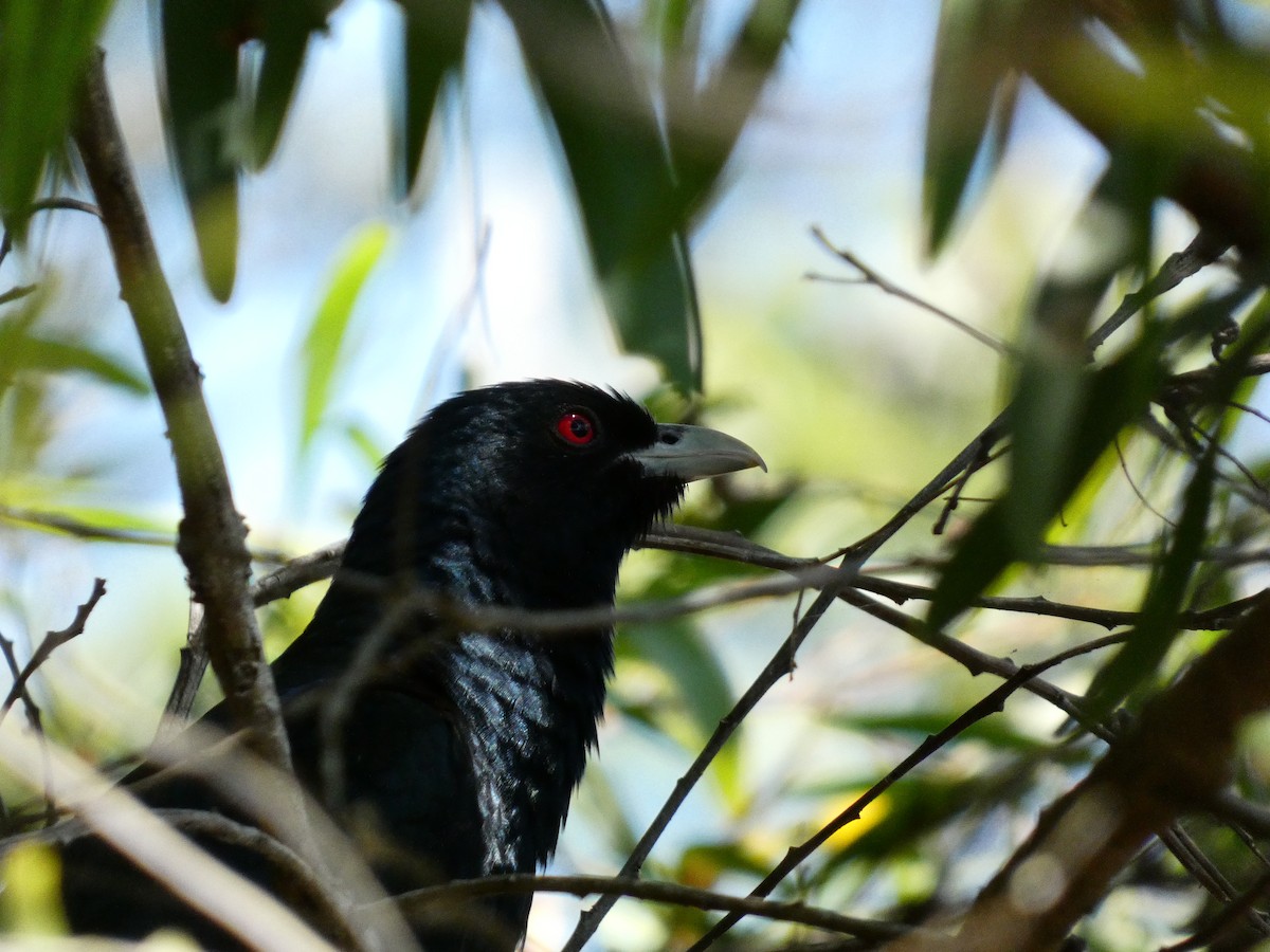 Pacific Koel (Australian) - ML625869883