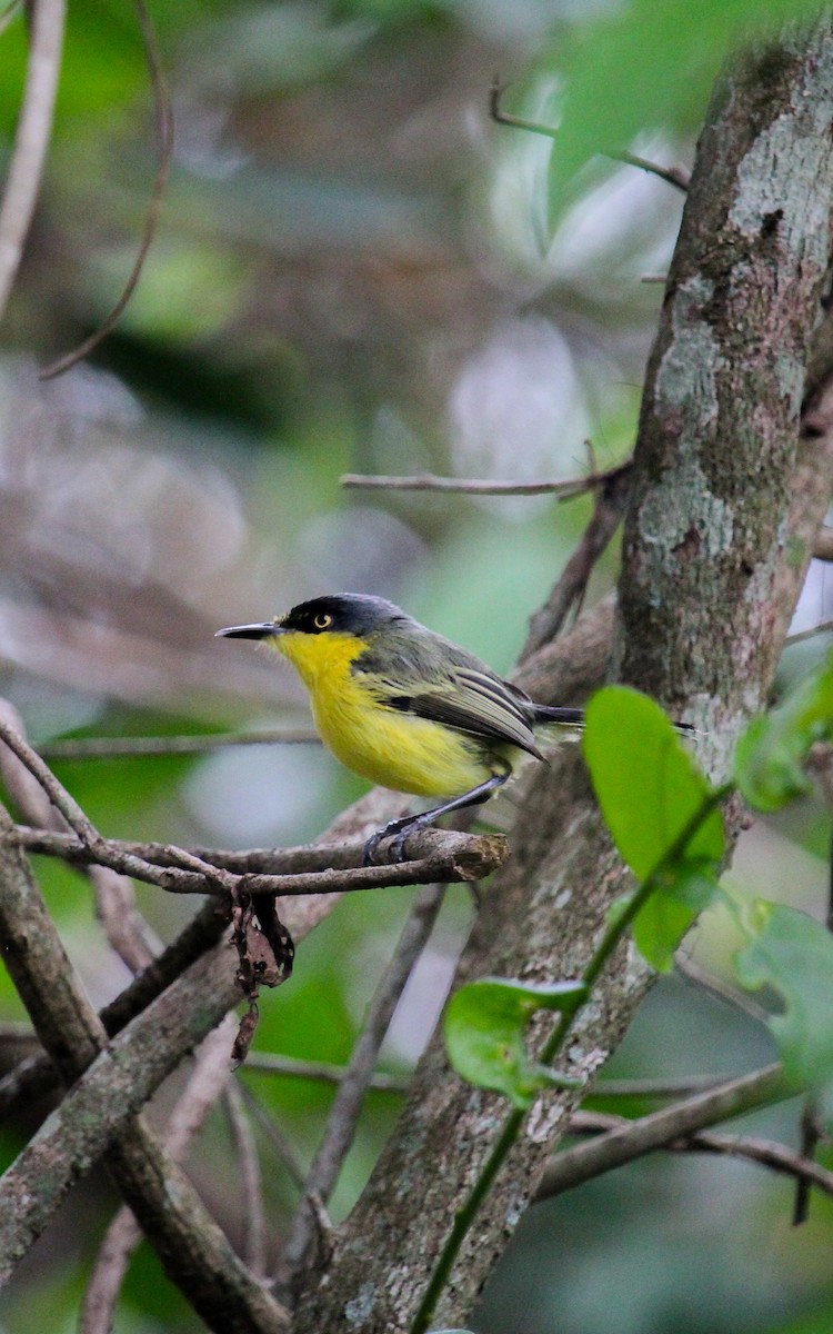 Common Tody-Flycatcher - ML625869935