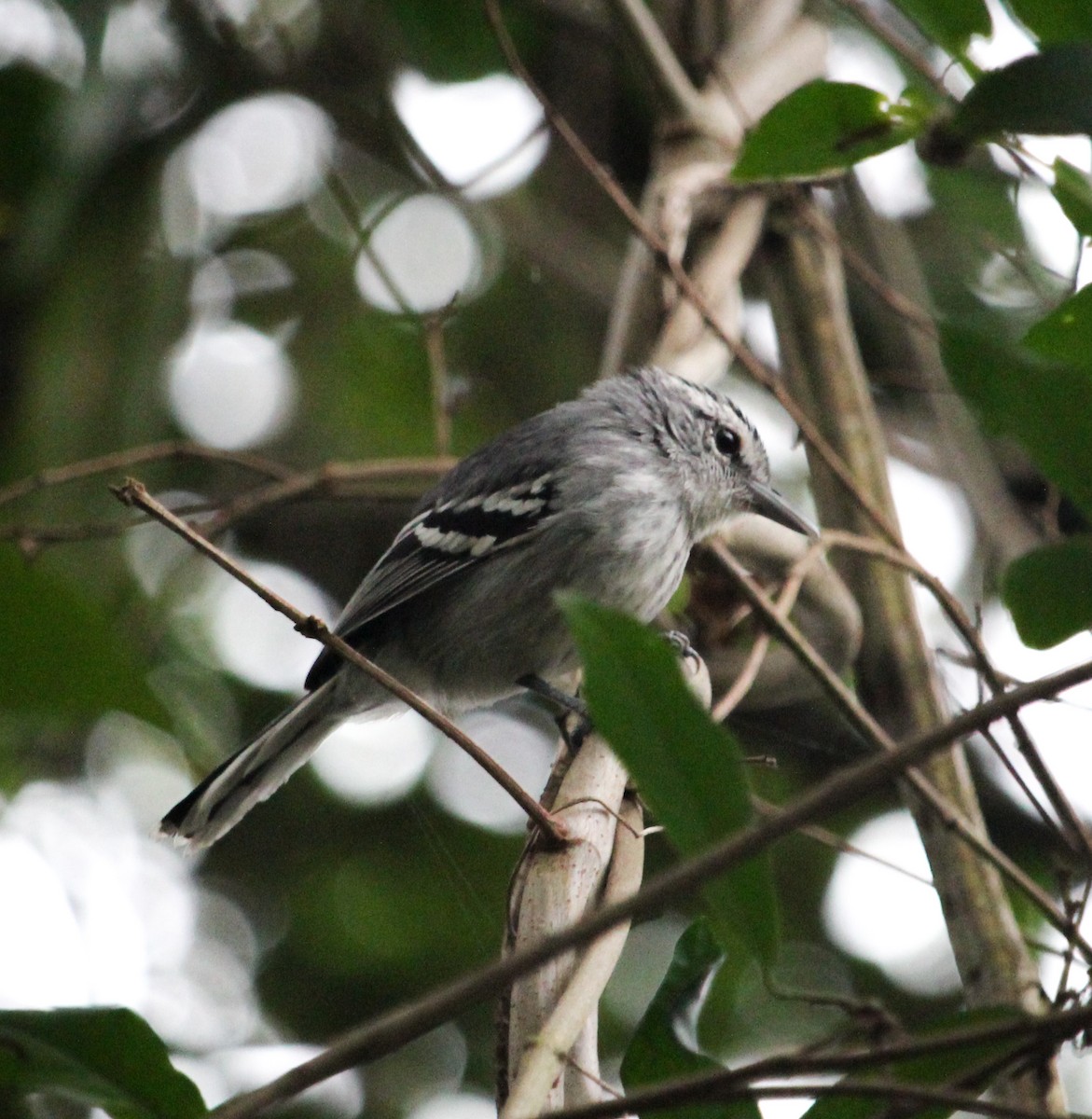 Large-billed Antwren - ML625869964