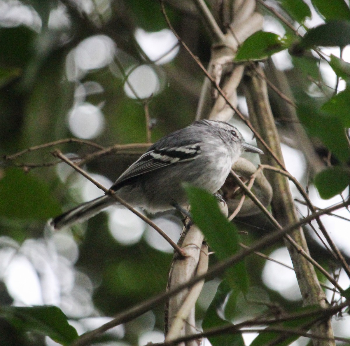 Large-billed Antwren - ML625869965