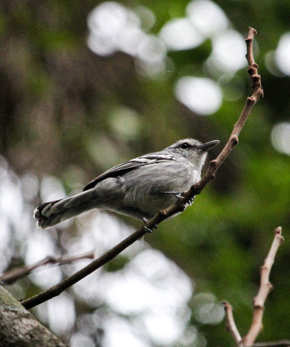 Large-billed Antwren - ML625869966