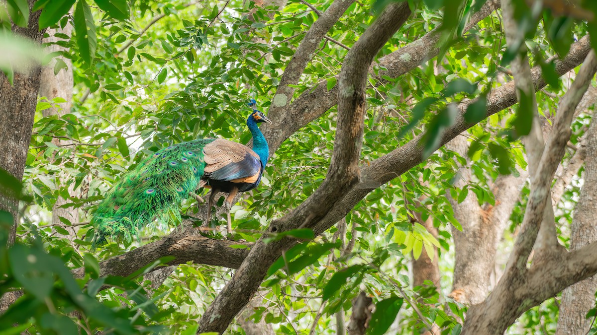 Indian x Green Peafowl (hybrid) - ML625870223