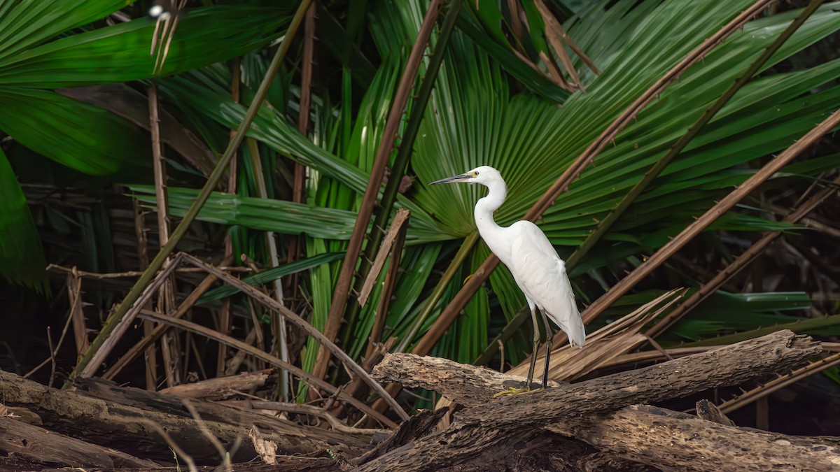 Little Egret (Western) - ML625870250