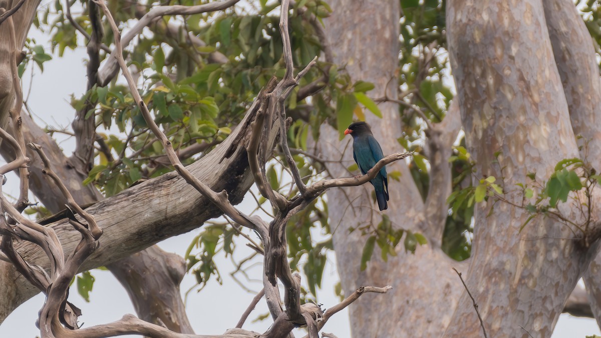 Dollarbird - ML625870322