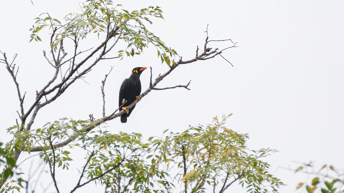 Common Hill Myna - ML625870324