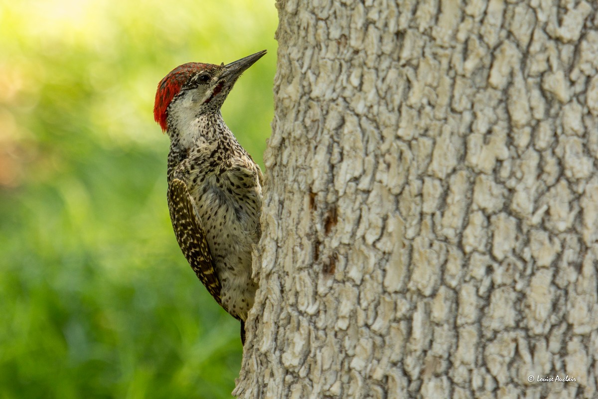 Golden-tailed Woodpecker - ML625870376