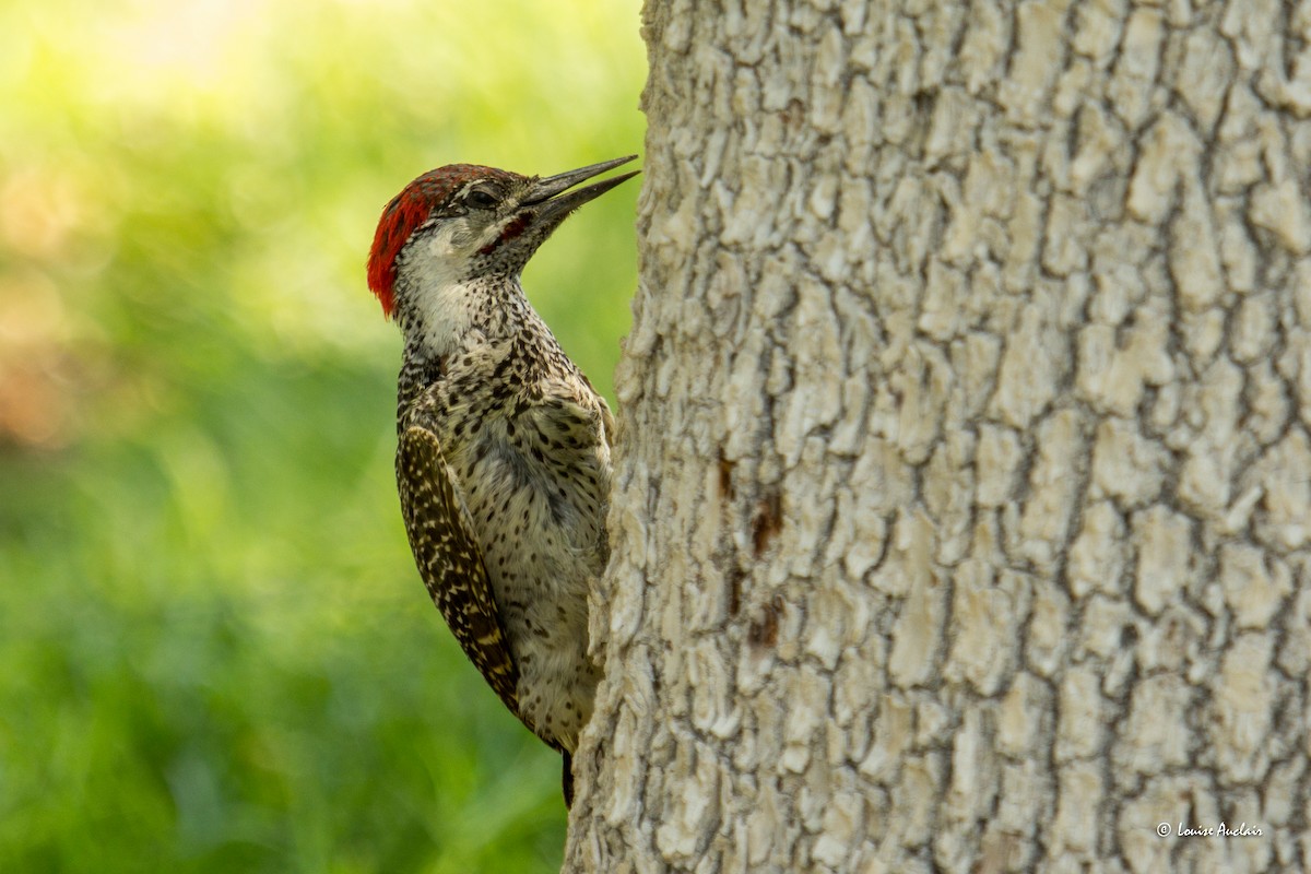 Golden-tailed Woodpecker - ML625870377