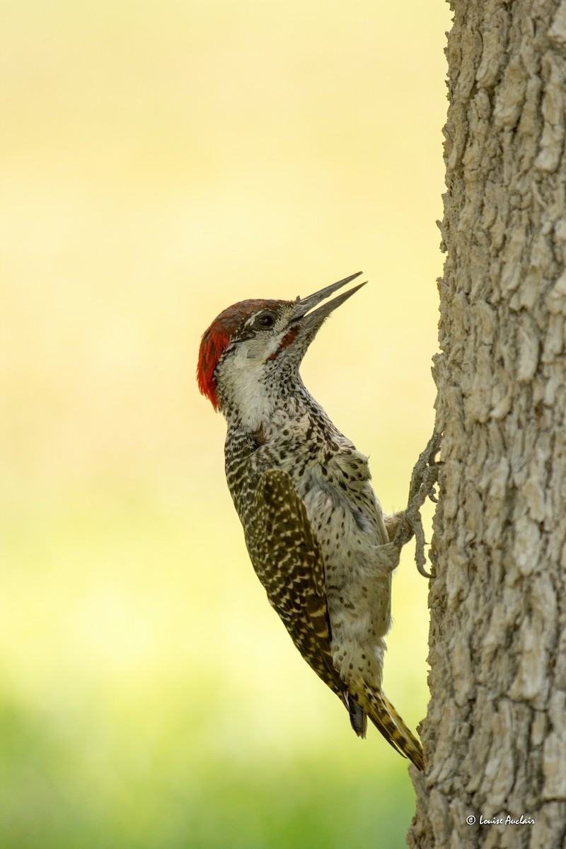 Golden-tailed Woodpecker - ML625870378