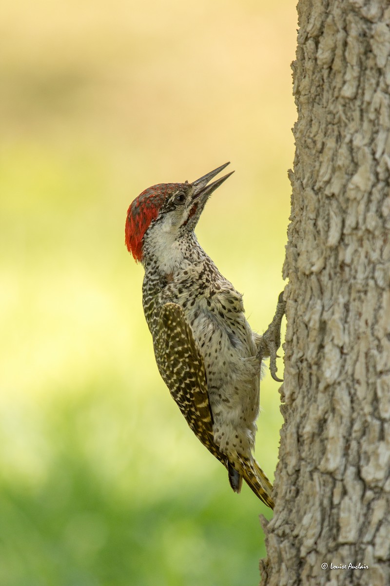 Golden-tailed Woodpecker - ML625870380