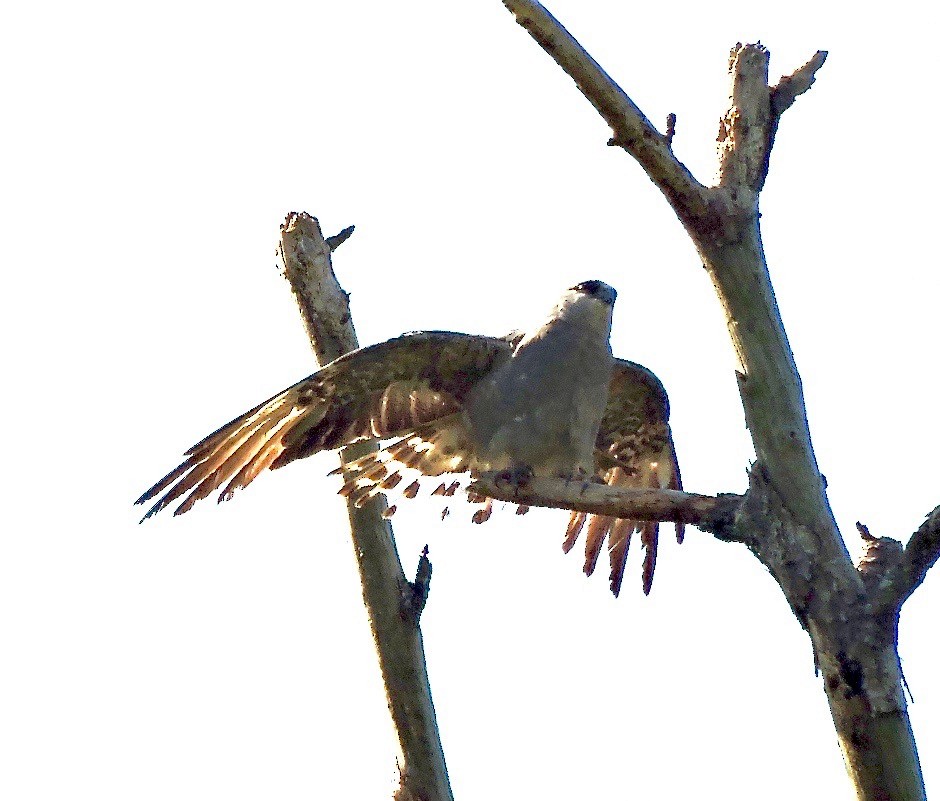 Mississippi Kite - ML62587041