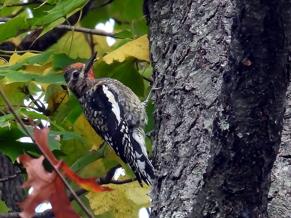 Yellow-bellied Sapsucker - ML625870432