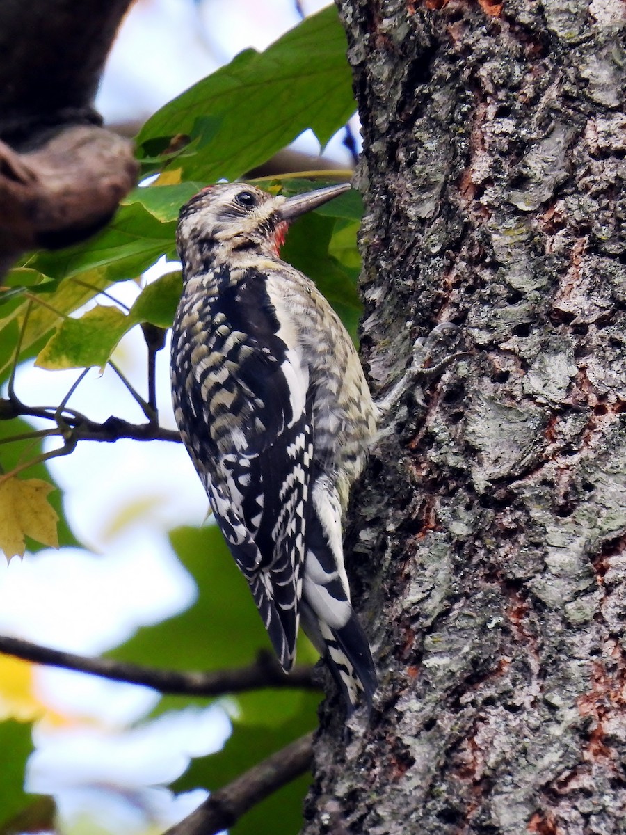 Yellow-bellied Sapsucker - ML625870462