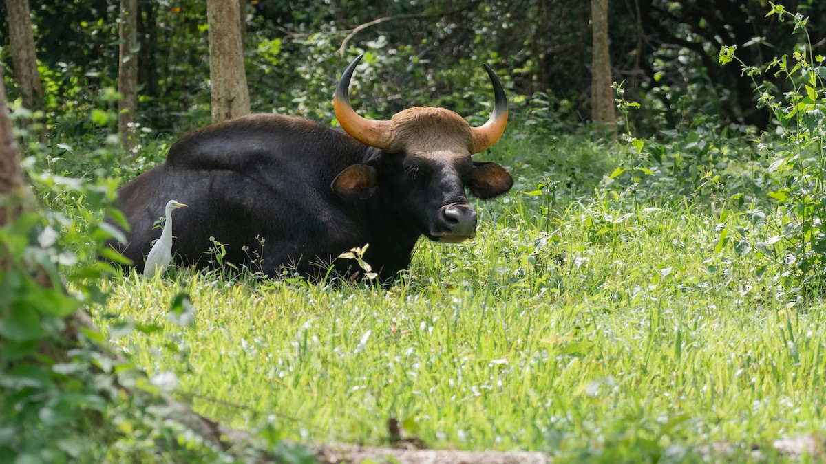 Eastern Cattle-Egret - ML625870464