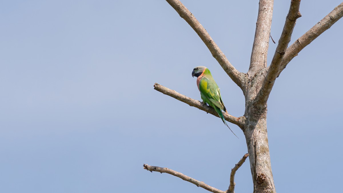 Red-breasted Parakeet - ML625870467