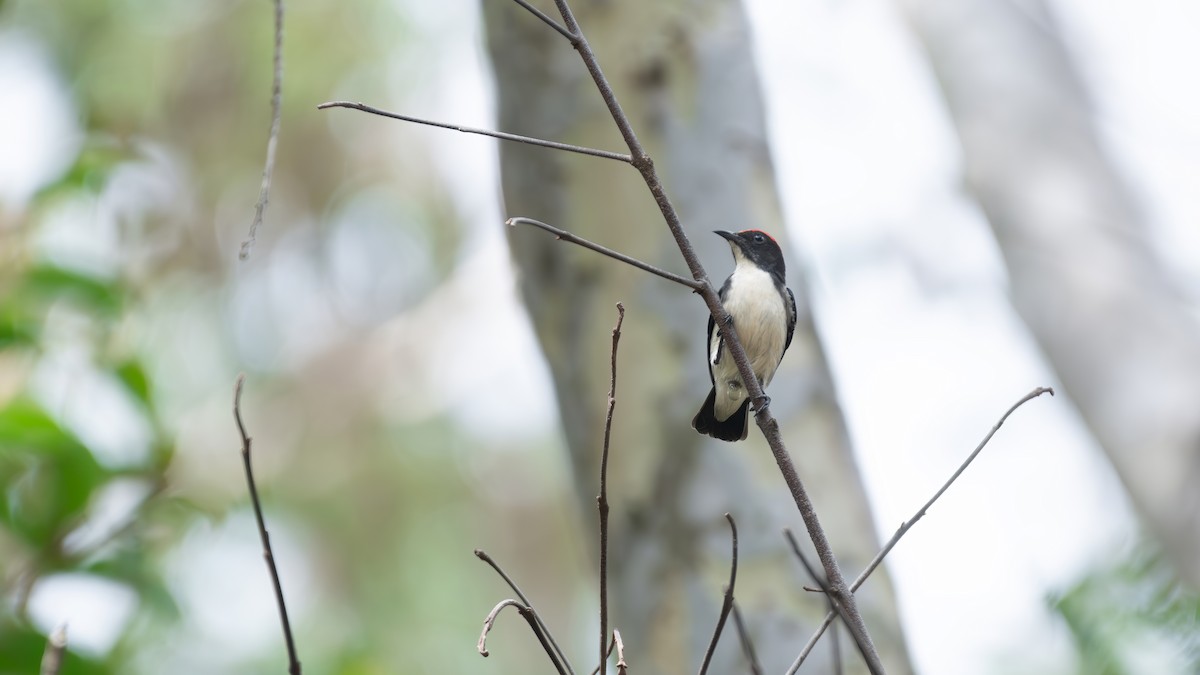 Scarlet-backed Flowerpecker - ML625870517