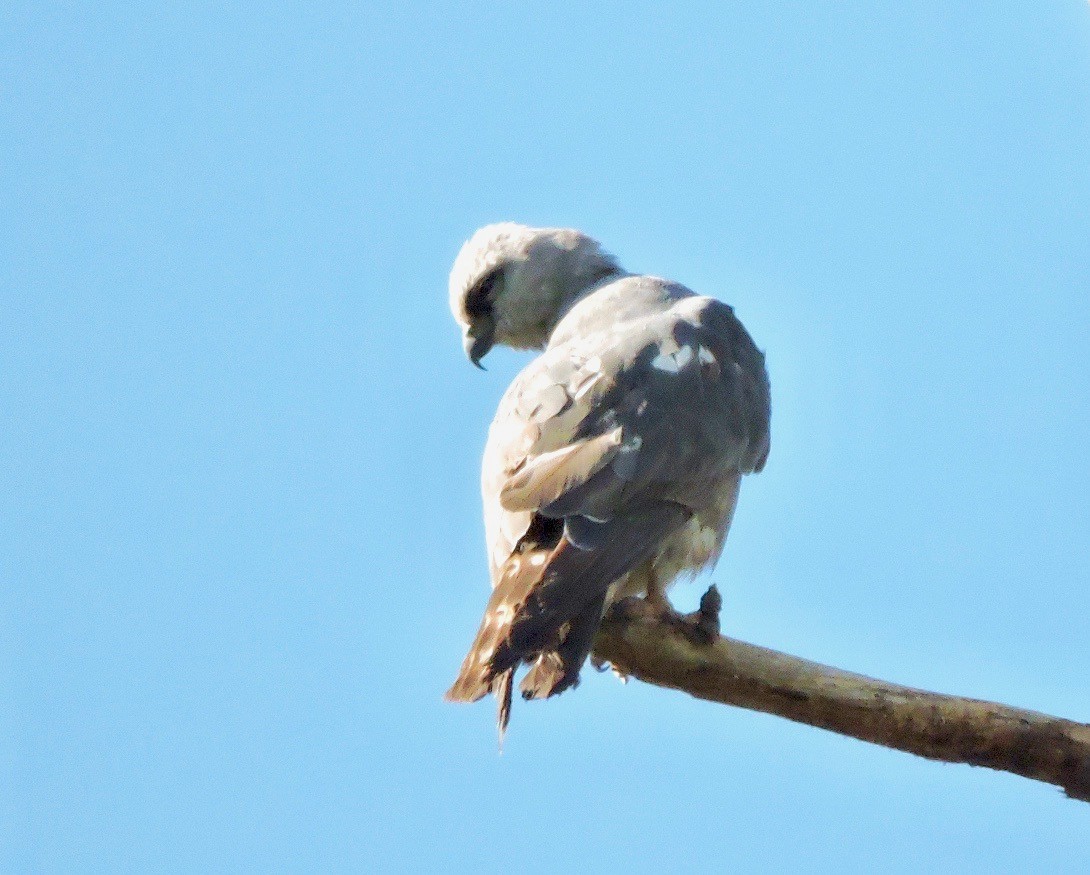 Mississippi Kite - ML62587061