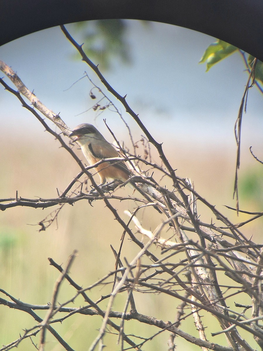 Long-tailed Shrike - ML625870648