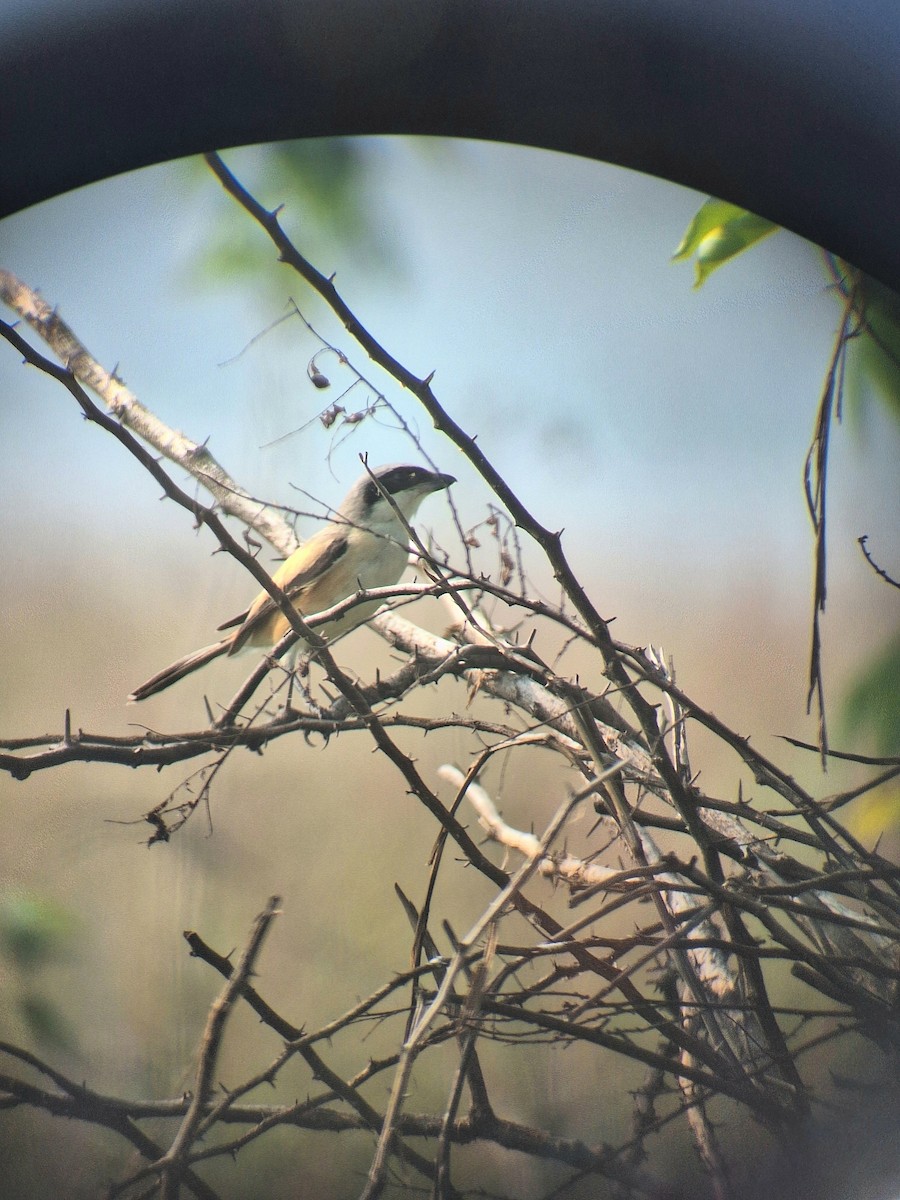 Long-tailed Shrike - ML625870649