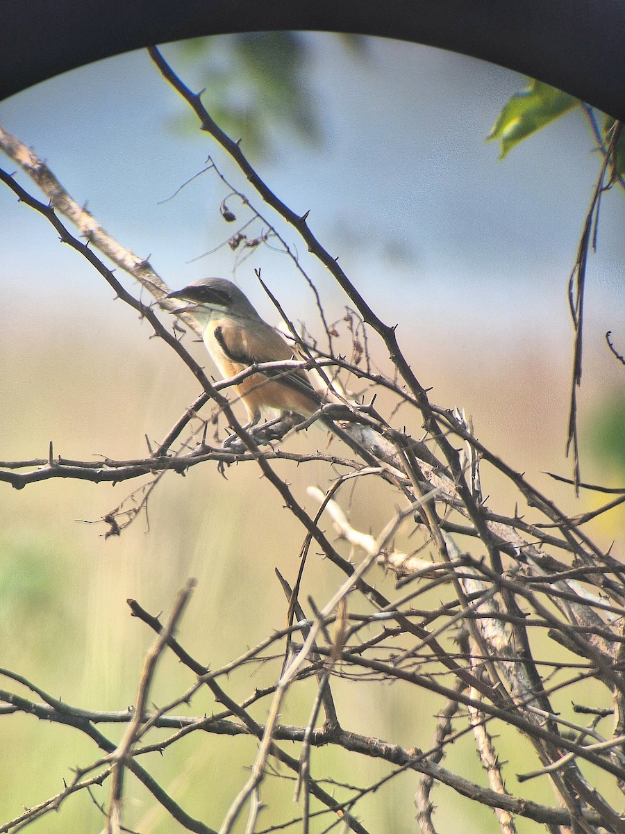 Long-tailed Shrike - ML625870650