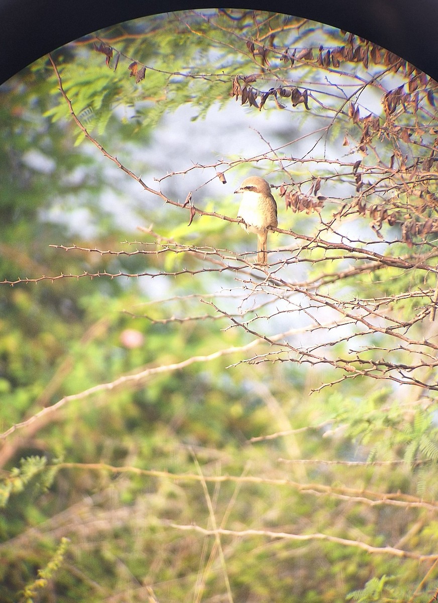 Ухаа дунхай - ML625870660