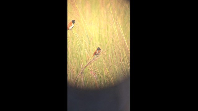 Tricolored Munia - ML625870661