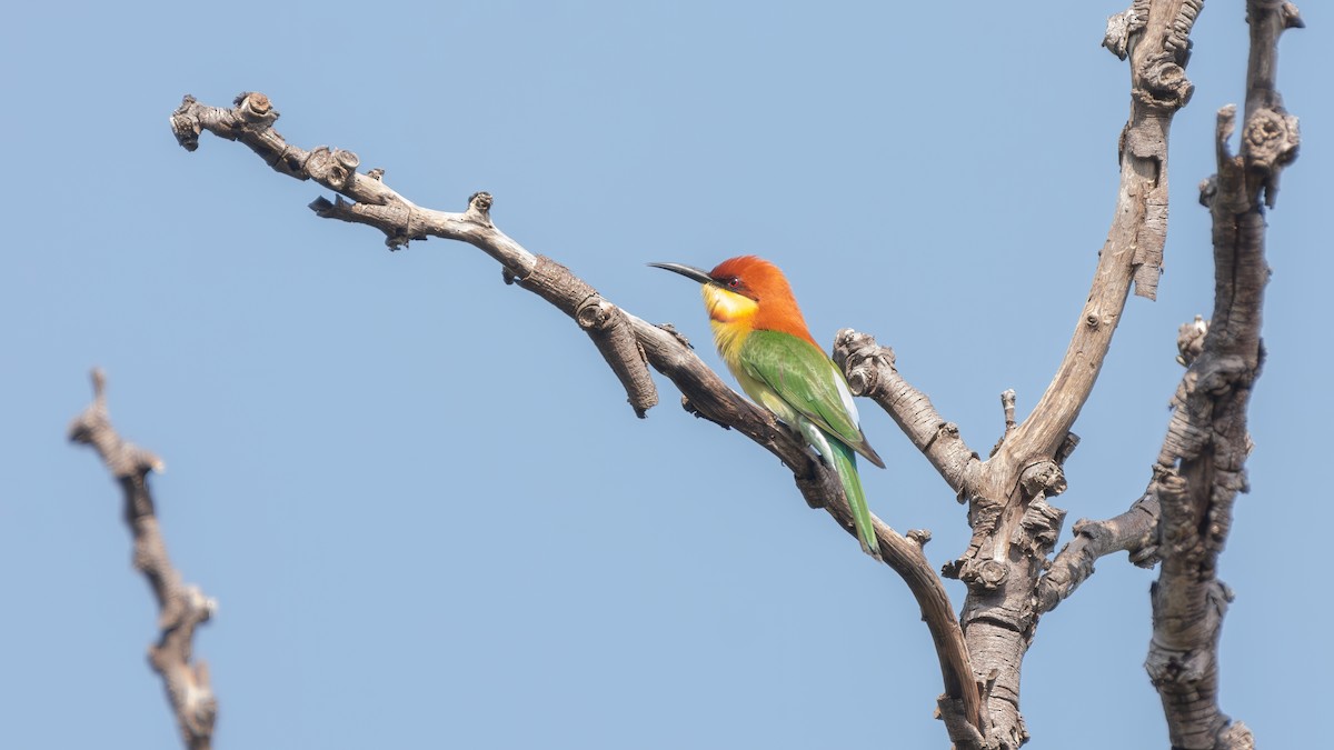 Chestnut-headed Bee-eater - ML625870710