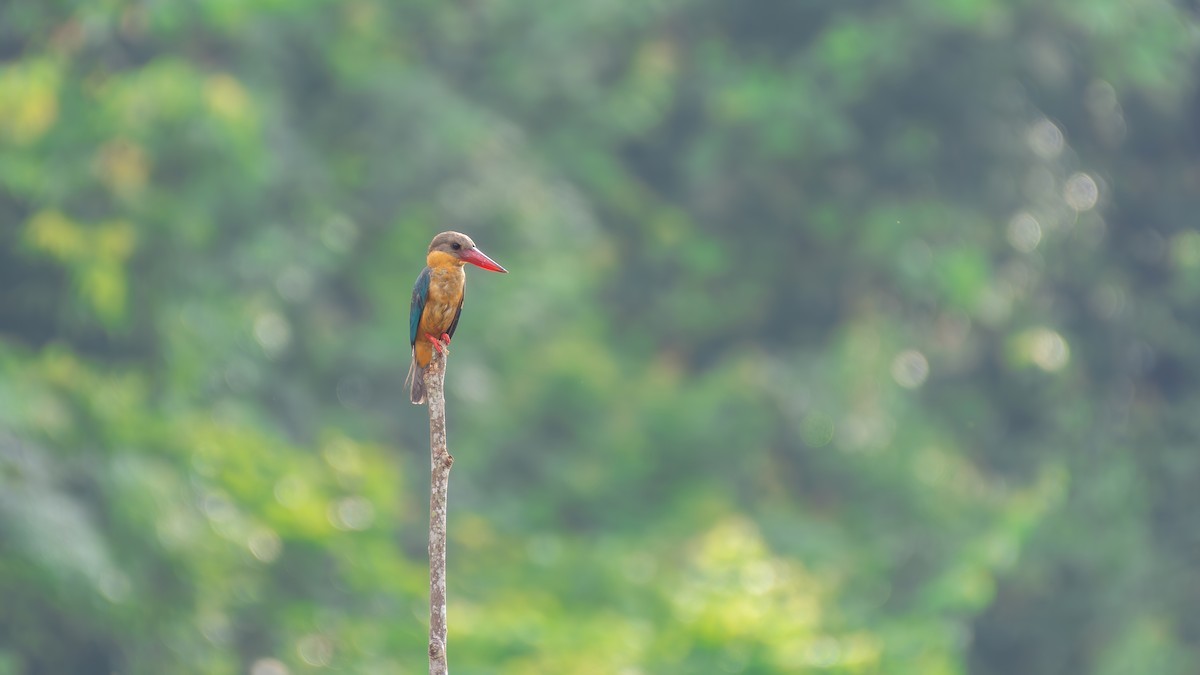 Stork-billed Kingfisher - ML625870714