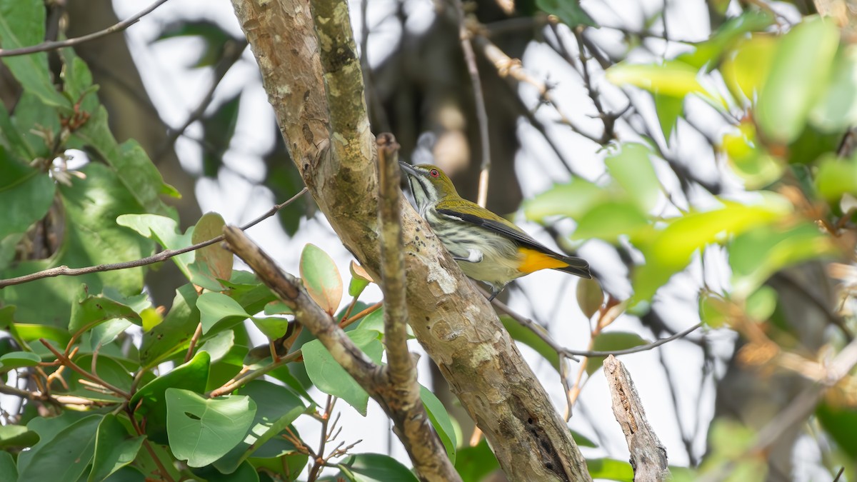 Yellow-vented Flowerpecker - ML625870718