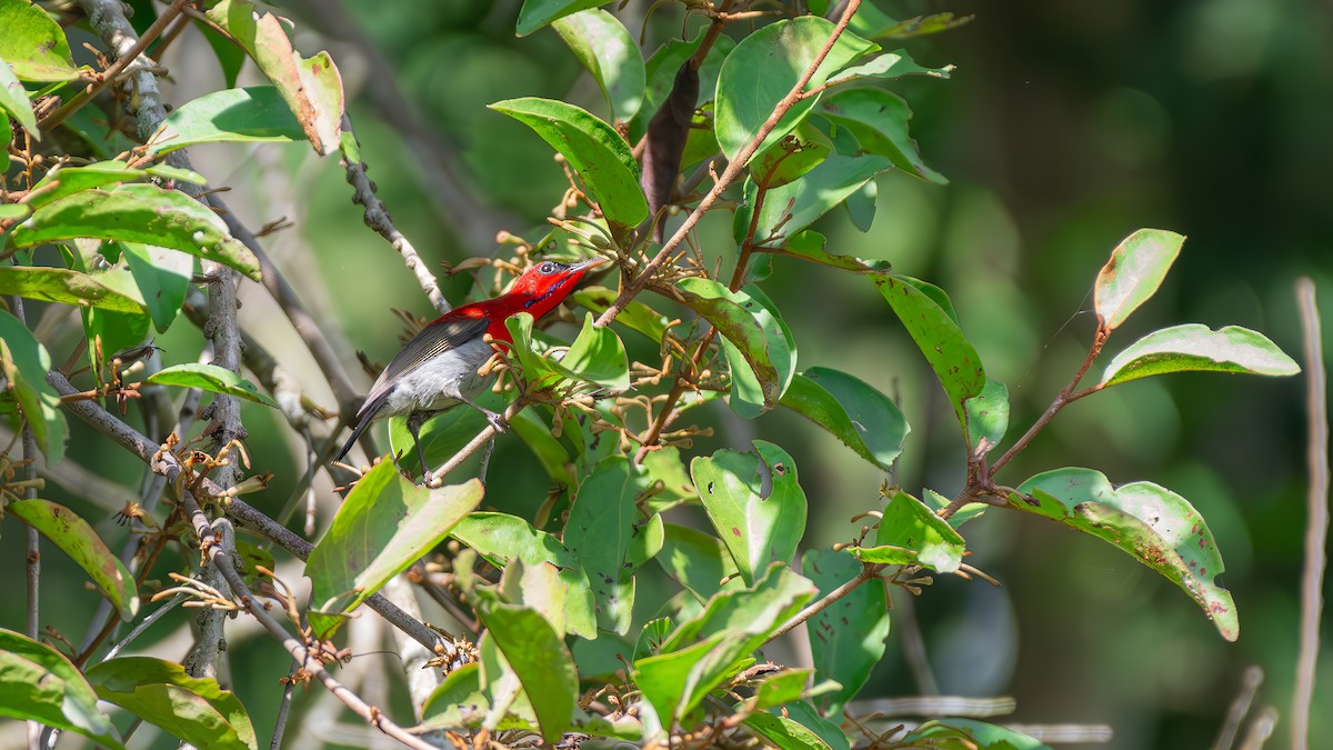 Crimson Sunbird - ML625870720