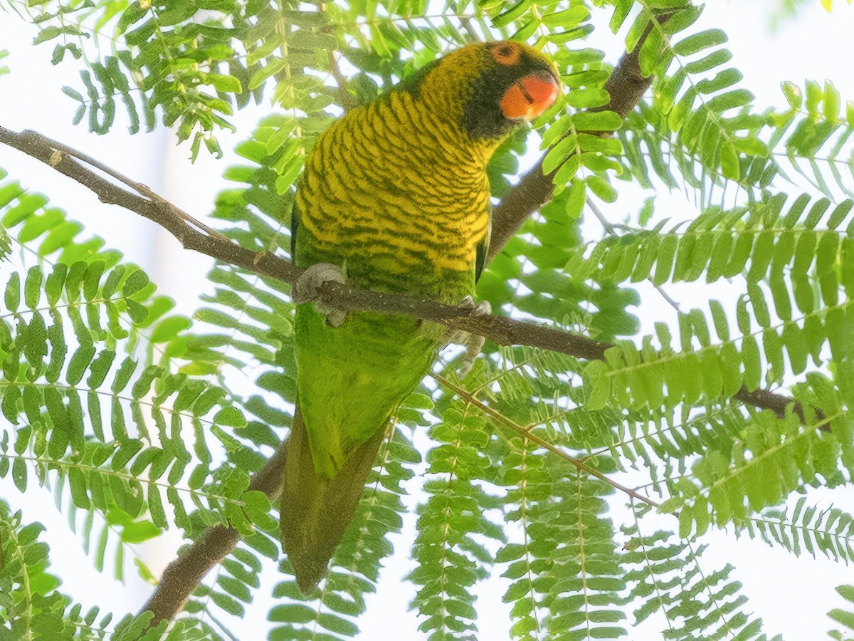Sula Lorikeet - eBird