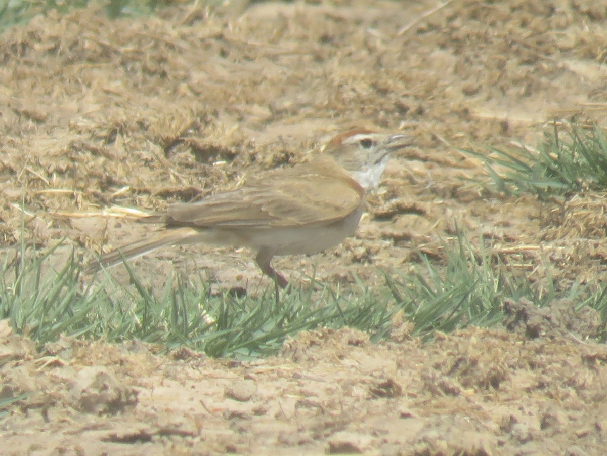 Red-capped Lark - ML625871081