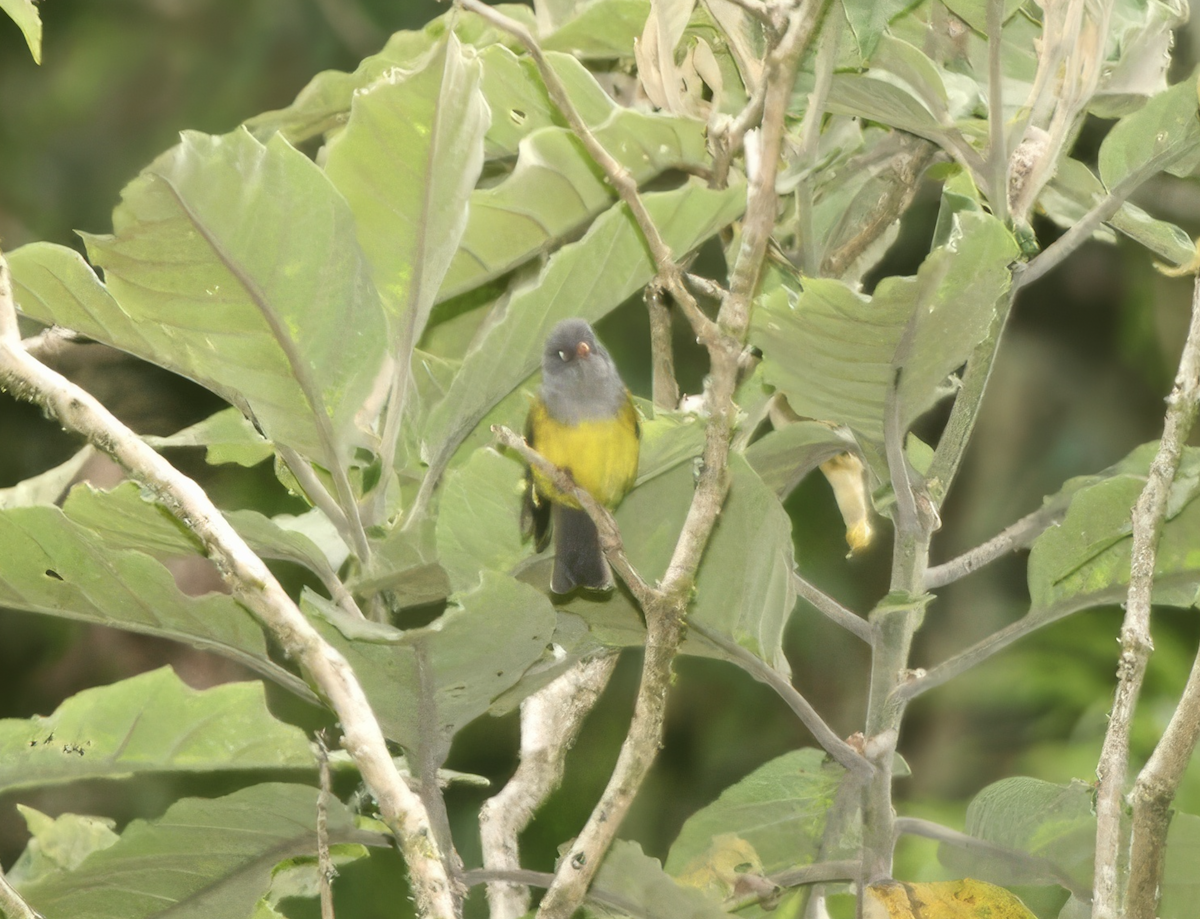 Gray-hooded Bush Tanager (Red-billed) - ML625871170