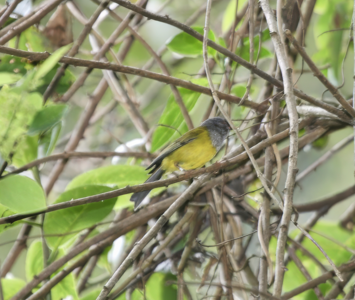 Gray-hooded Bush Tanager (Red-billed) - ML625871171