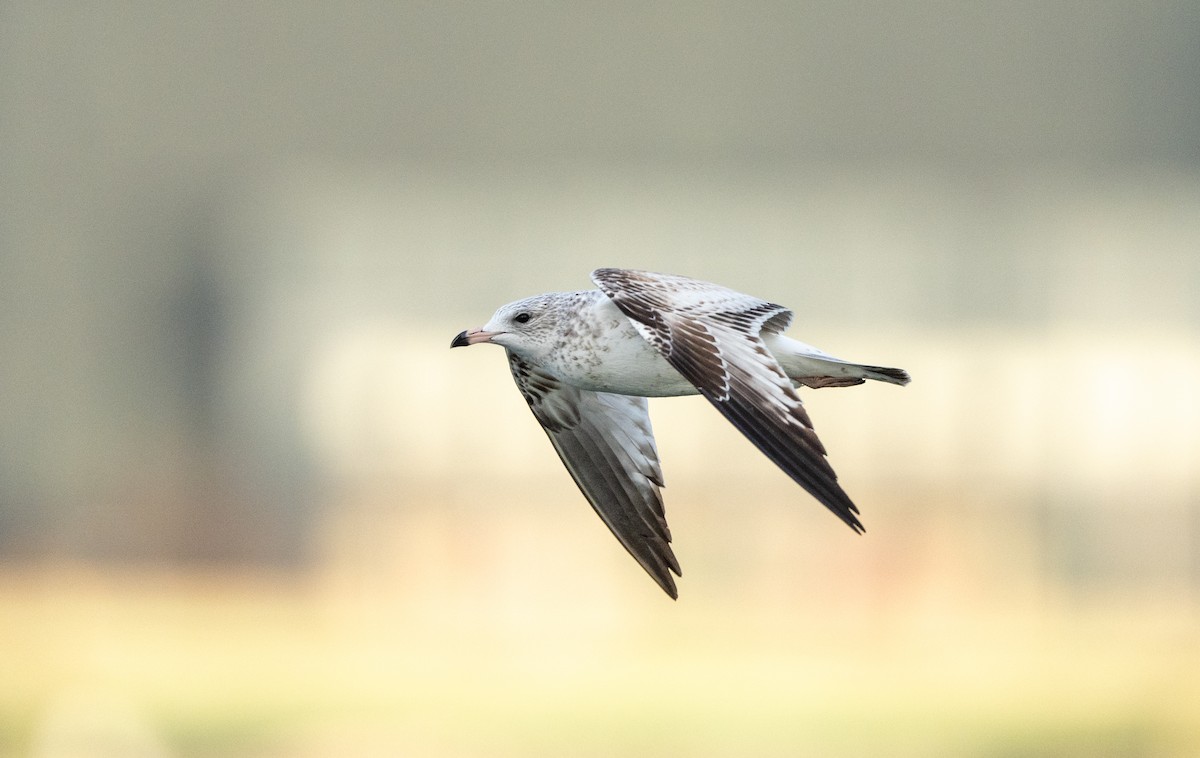 Ring-billed Gull - ML625871206