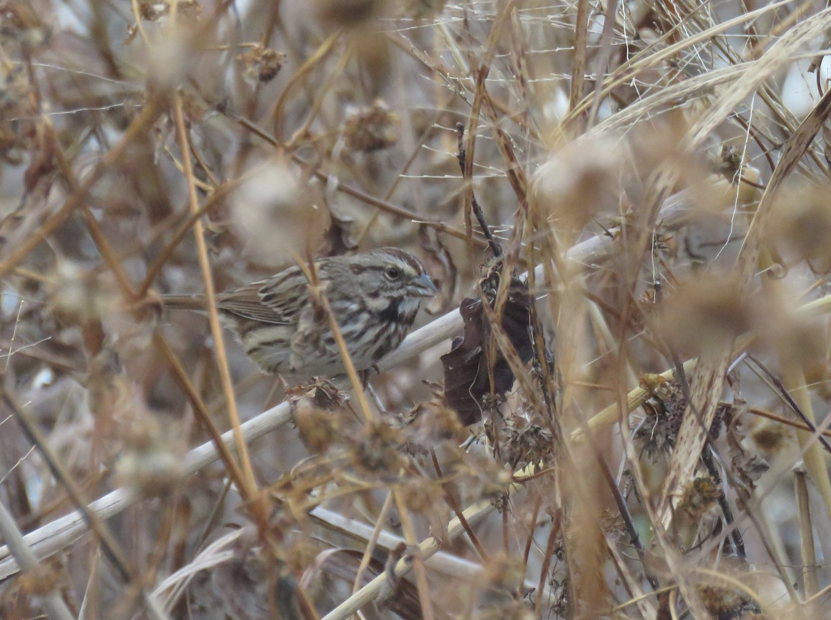 Song Sparrow (melodia/atlantica) - ML625871372