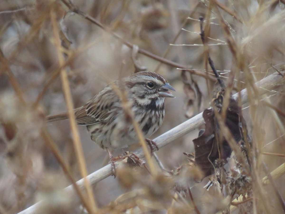 Song Sparrow (melodia/atlantica) - ML625871373