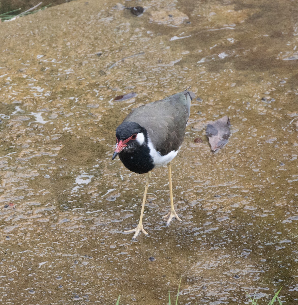 Red-wattled Lapwing - ML625871430