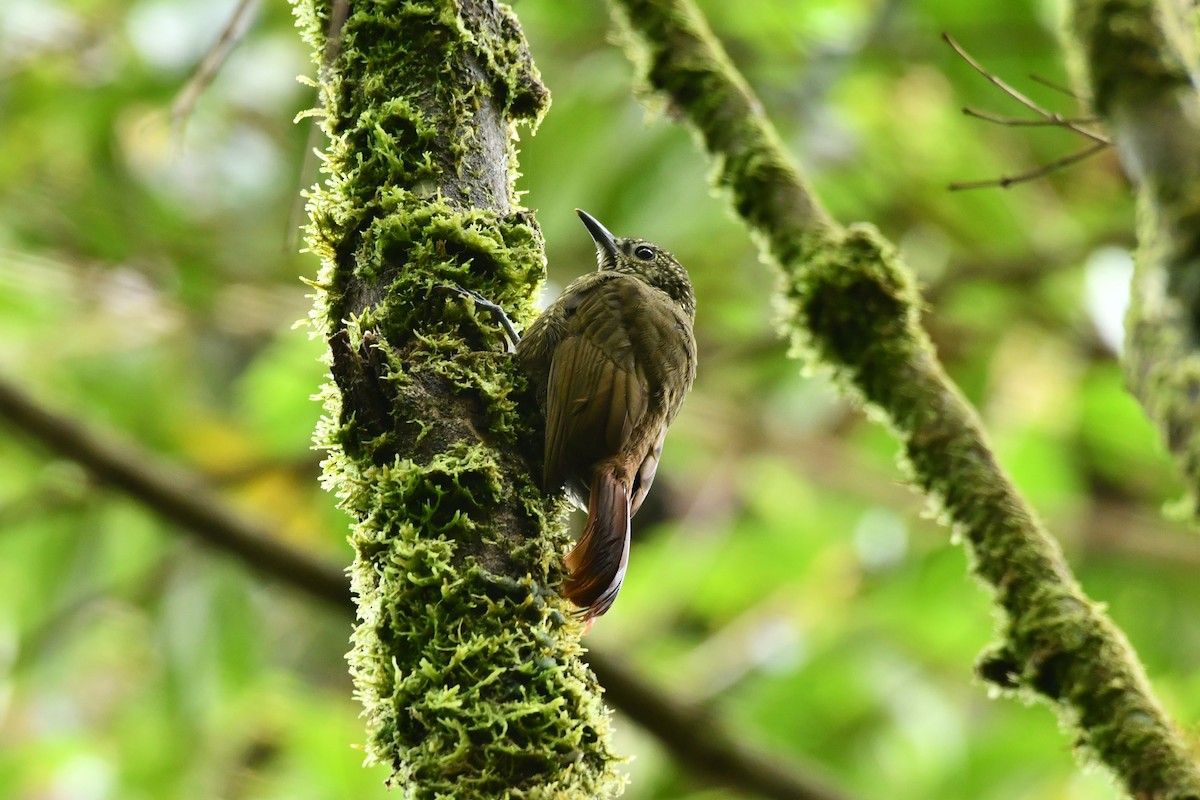 Olive-backed Woodcreeper - ML625871441