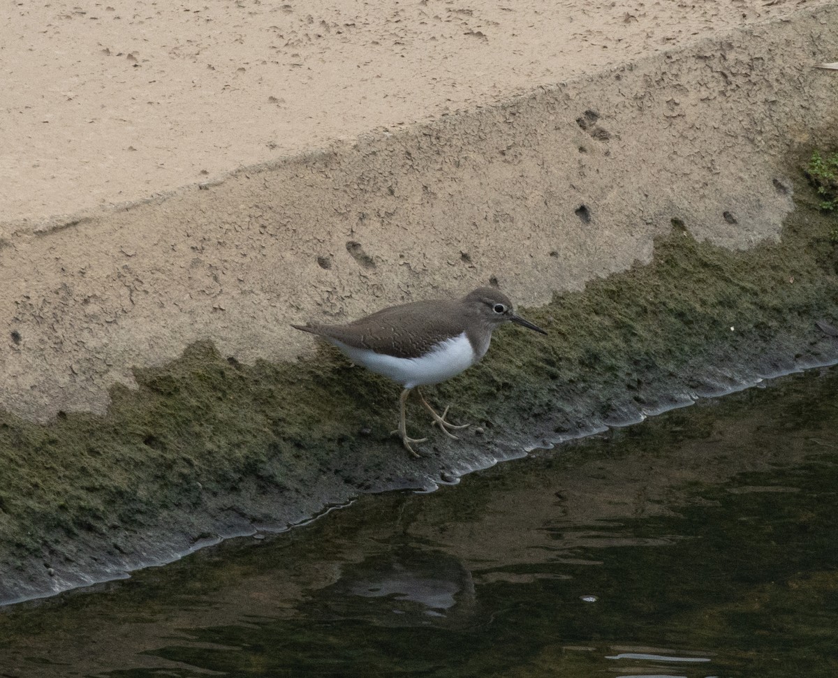 Common Sandpiper - ML625871444