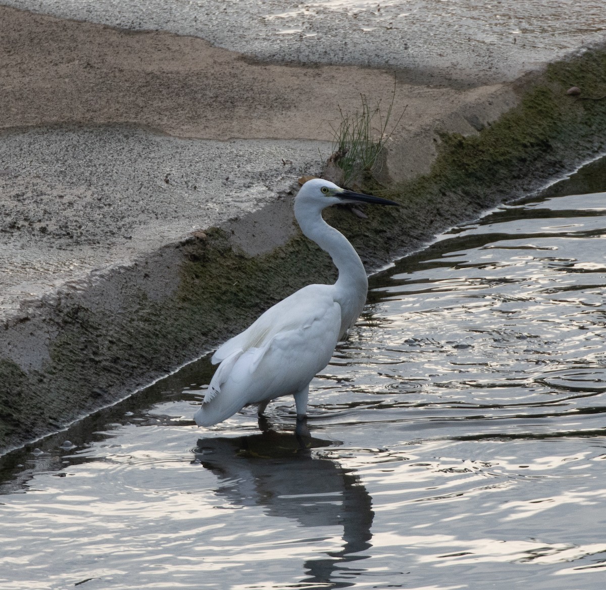 Little Egret (Western) - ML625871448