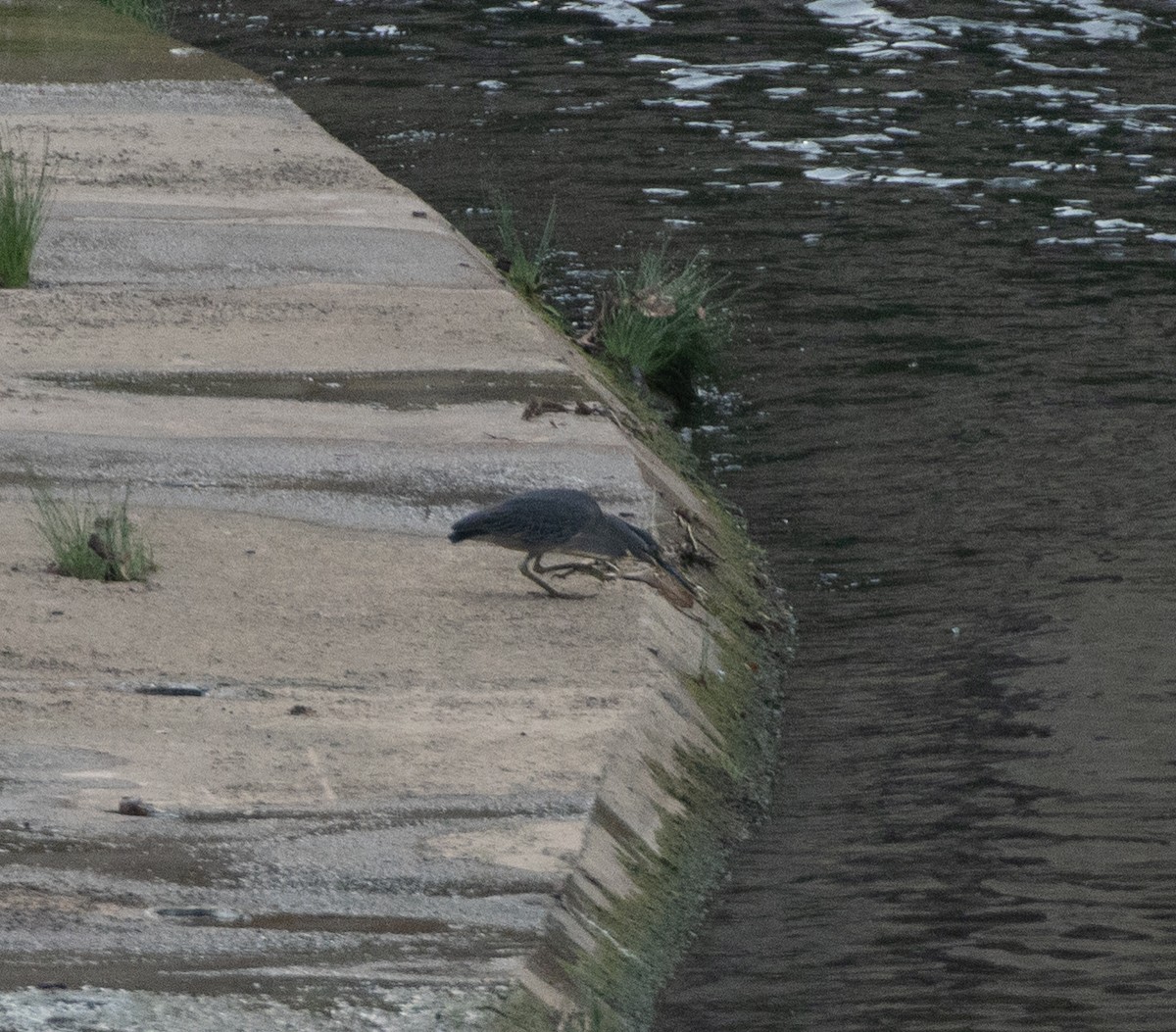 Little Heron - ML625871456